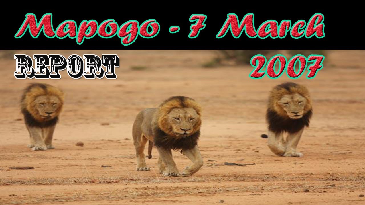 Mapogo Lions Lion And Hippo Stand off YouTube