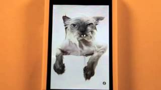 Angry Cat App Review154 screenshot 5