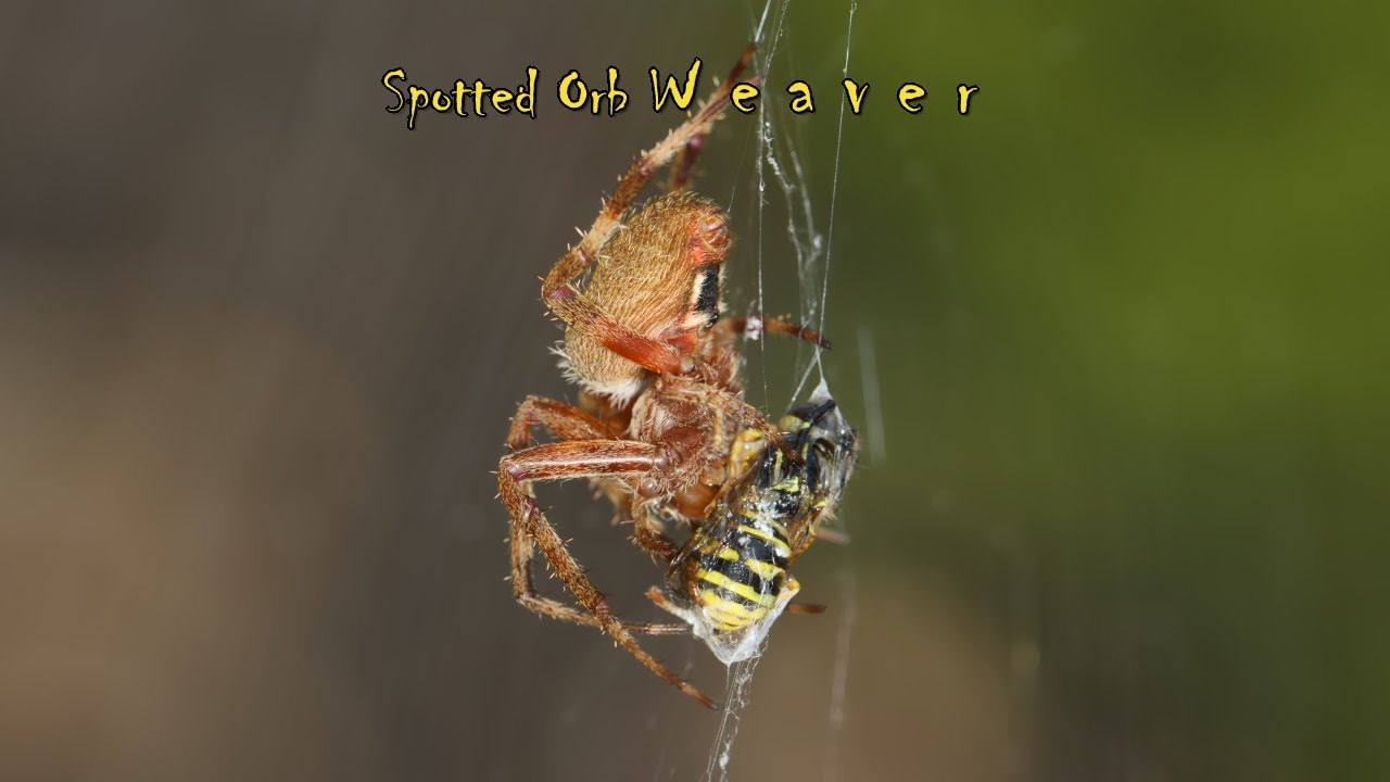 spotted orb weaver