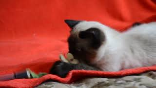 Купить шотландского котенка. Котята для Вас: Шикарные шотландские котята сил-поинт окраса. Купить шотландского котенка. Котята для Вас: Шикарные шотландские котята сил-поинт окраса.