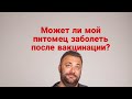 Может ли мой питомец заболеть после вакцинации?