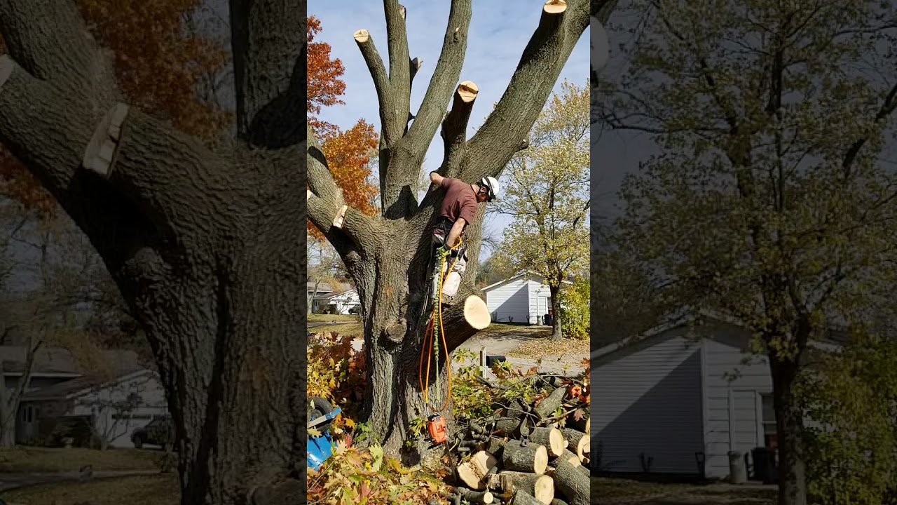 Jonathan Batt and the Tree(3)