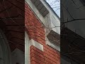 Mice Got Stuck Climbing The Walls Outside. Try Not To Laugh