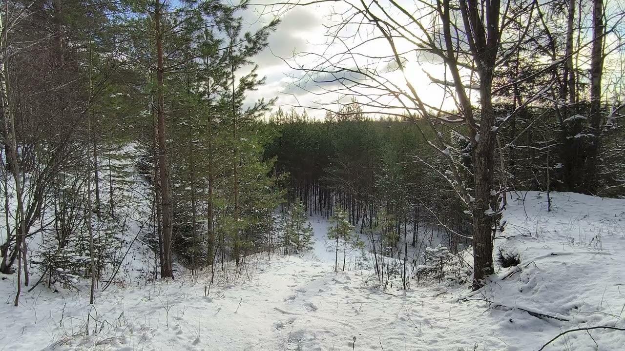 Солнечный день в зимнем лесу. ч.2. Декабрь 2025