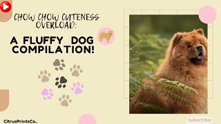 Chow Chow Cuteness  Overload: A Fluffy   Dog Compilation   #pet