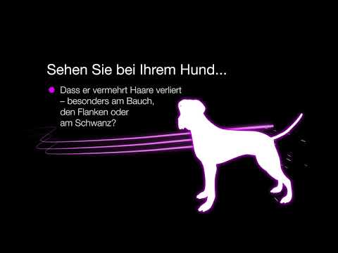 Video: Hund Feber Symptomer