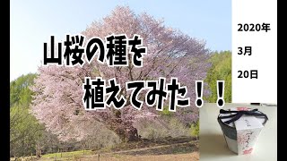 山桜の種植えてみた！！