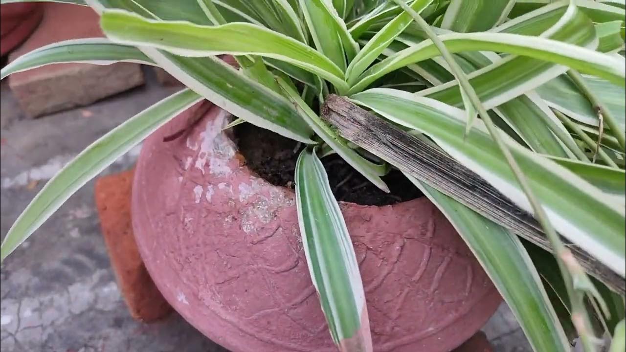 How to grow spider plant cuttings easily YouTube