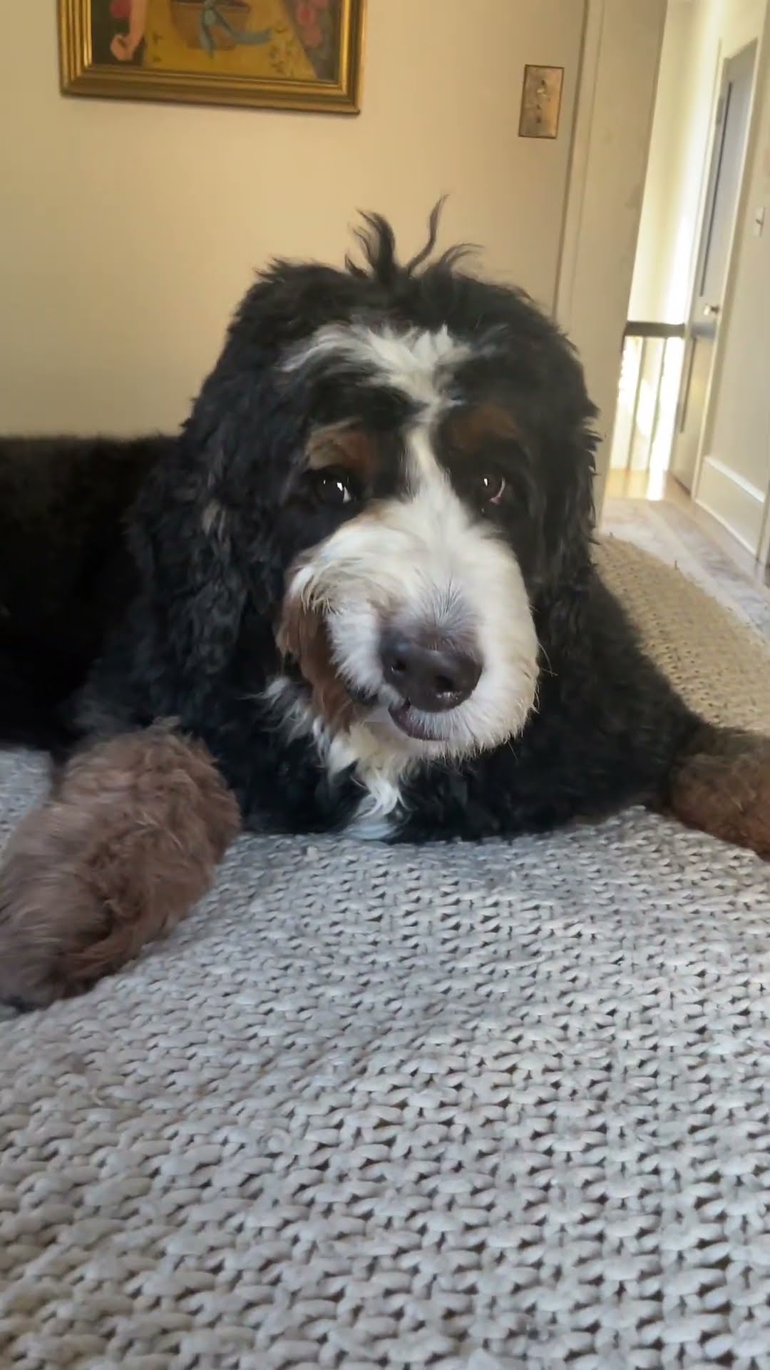 Dog Curls Lip While On Bed || ViralHog