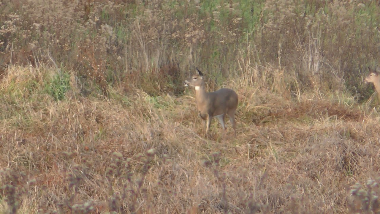 30-06 Whitetail Deer Kill Shot | Bang-Flop Doe Harvest | 2021