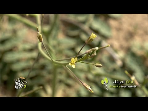 البرنامج البيئي التوعوي كل يوم نبتة الجزء الثاني - حلقة نبات الحرشاء 27