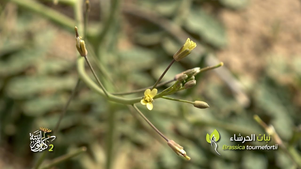 البرنامج البيئي التوعوي كل يوم نبتة الجزء الثاني -  حلقة نبات الحرشاء 27