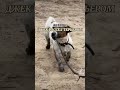 #собака #джекрасселтерьер #джекрассел #приколыпрособак #dog #пёс