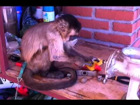 Video of one of our previous monkeys