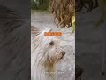 The Heartwarming Truth Behind Dog Head Tilts!