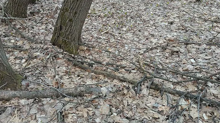 Michigan morels