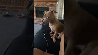 PitBull/ Mix with Chihuahua (Roxi)*****PLEASE SUBSCRIBE AND LIKE