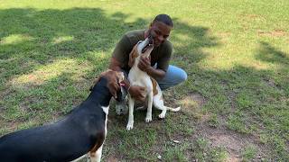 Finding Solutions: Two rescued dogs available free at Aiken SPCA