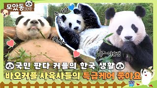 [#모았동물농장] 아이바오❤러바오 커플!! 한국에서 잘 먹고 잘 사는 법 모음 #TV동물농장 #AnimalFarm #SBSstory