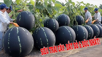 10 Loại Trái Cây Đắt Nhất Thế Giới – Quy Trình Trồng Và Thu Hoạch Khiến Ai Cũng Kinh Ngạc!