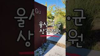 태화강국가정원 느티나무길 영상