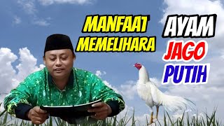 Manfaat memelihara ayam jago putih