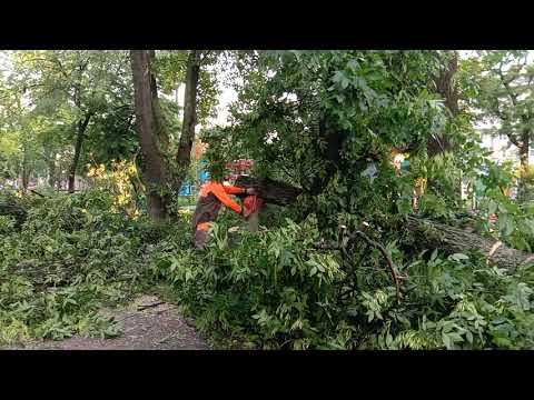 В Детском парке рухнуло дерево