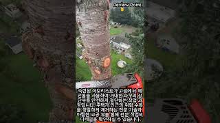 아파트 5층 높이 나무 꼭대기에서의 작업 시점 #worker #process #extreme #POV #climbing