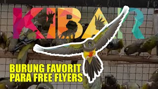 KELEBIHAN UTAMA PATAGONIAN CONURE SEBAGAI BURUNG FAVORIT PARA FREE FLYERS