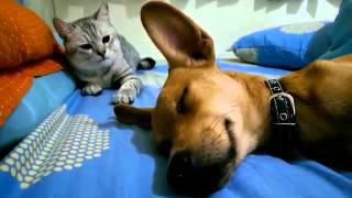 Cat Attacks Sleeping Dog  Wakes Him Up