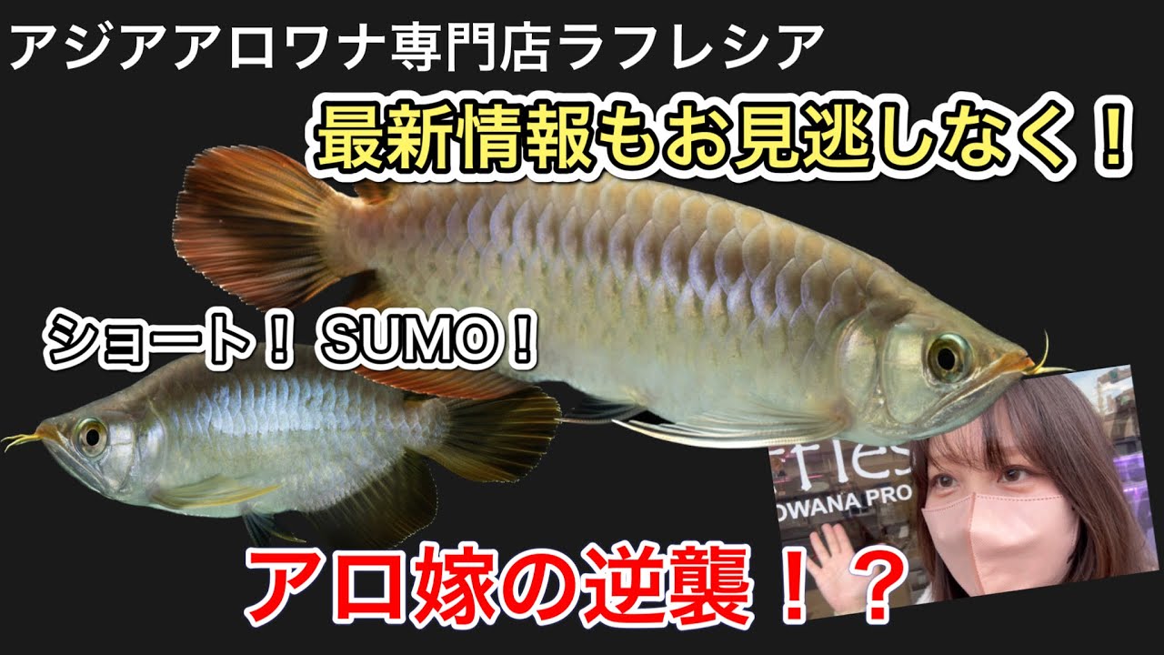【アロ嫁の逆襲！？】ワクワクの入荷が止まらない！【アジアアロワナ専門店ラフレシア】