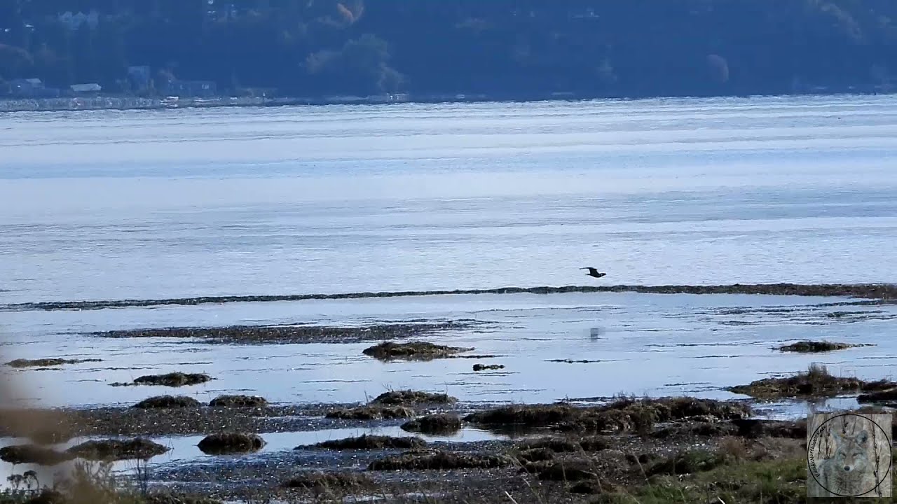 Peregrine falcon dive bombs bald eagle and ducks fastest bird on