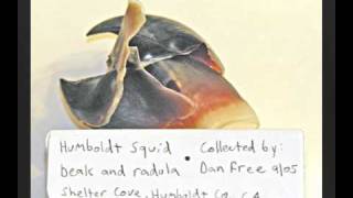 Humboldt squid and beaks