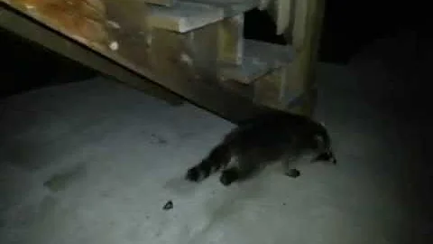 Baby Racoons in Garbage Can Pt. 2