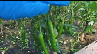How To Grow Chili Pepper In Container From Seed To Harvest