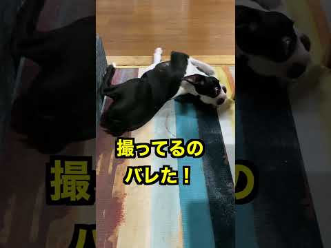 撮ってるのが分かると照れるボストンテリア