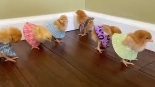 Tiny Chicks Strut Around In Matching Skirts screenshot 5