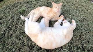 【美猫】仲良しの薄茶トラ猫兄妹、じゃれ合う姿が微笑ましい