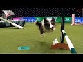 アジリティ｜賢すぎる犬のレース！これ、走ってる人も大変だ…【アニマルスポーツ】