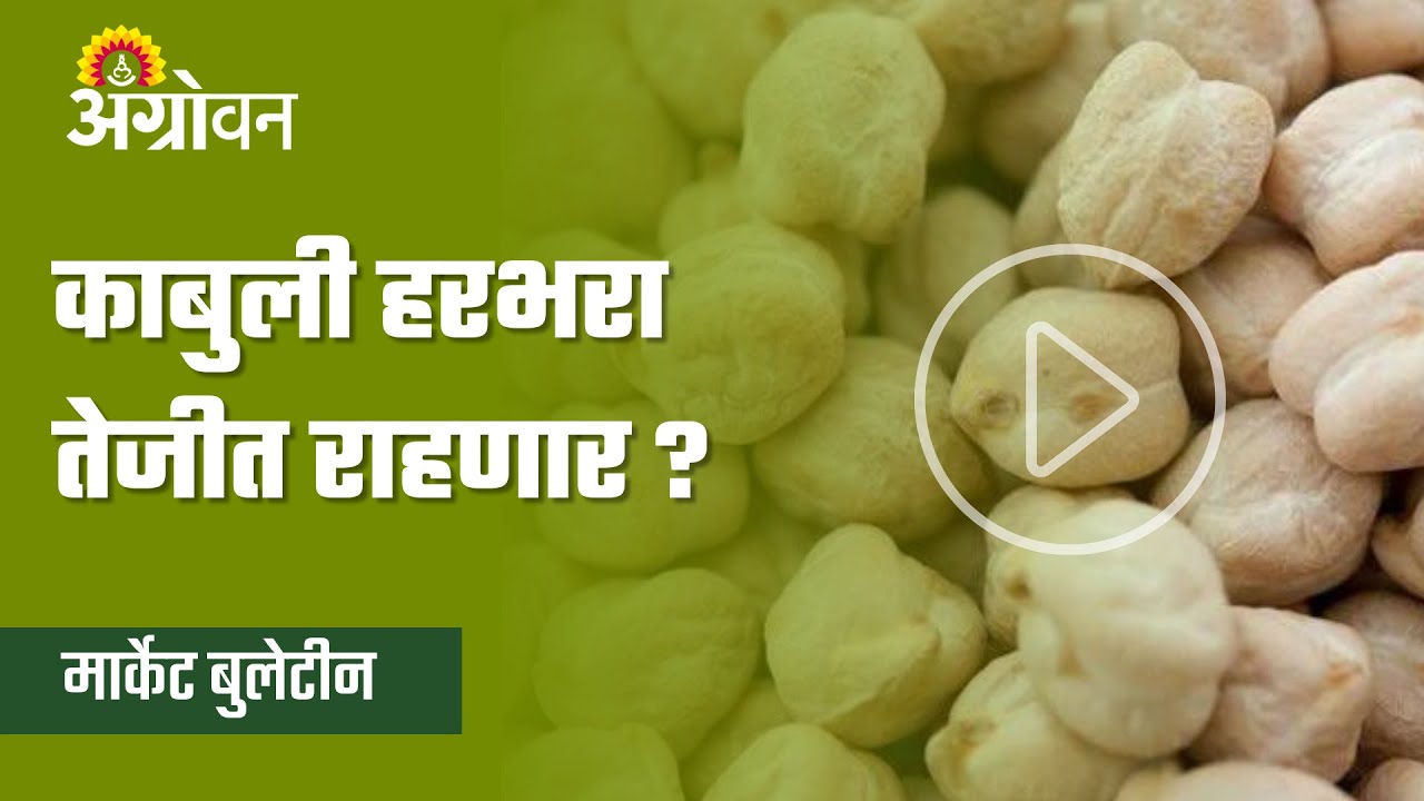 Kabuli Chana Market Will The Kabuli Chana Production Increase This kabuli-chana-market-will-the-kabuli-chana-production-increase-this