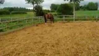 King loose schooling