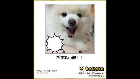 ボケて犬 Mp3