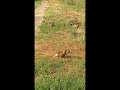 Ондатры и утки в Омском парке