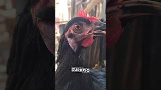 La costumbre... supongo 🥰💙. #gallinas #gallos #aves #crianza #pollitos #pollo #corral