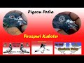 Pigeonpediapigeon pediaferozpuri