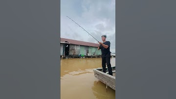 Lên cá vồ đém làng bè Bình Thạnh tiếp tục nha mng #cauca #fishing #caucavodem #caucasong #fish