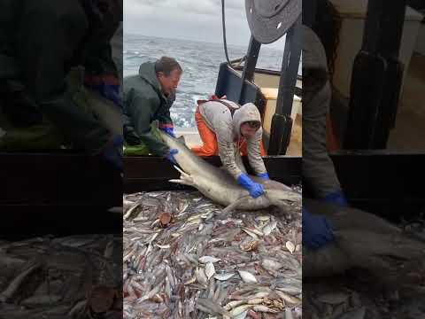 القرش المفترس سمكة القرش المفترسة   