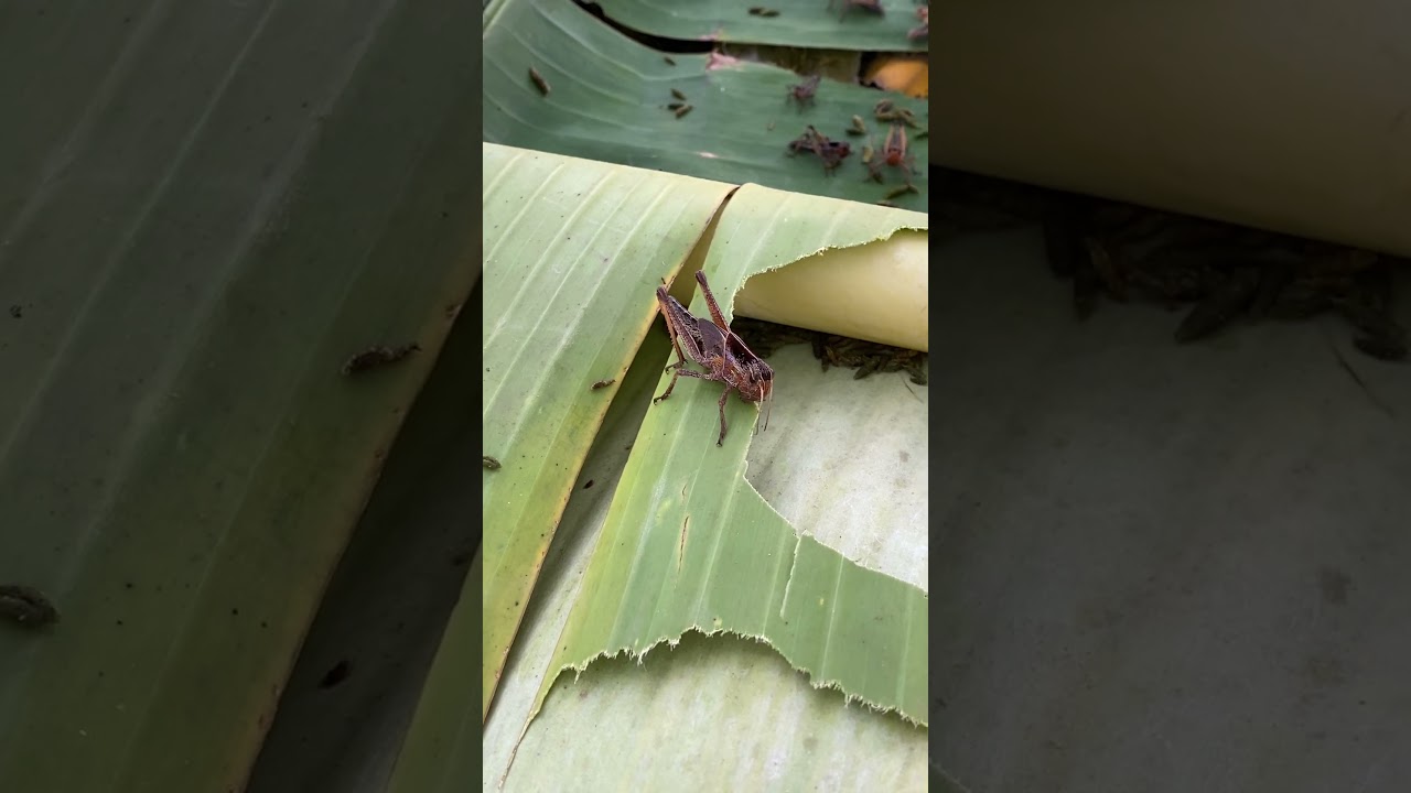 How to Build a Grasshopper Habitat 🏡🦗 