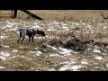 HUNTING DOG TRAINING - Olympia von den Donau-Wirbeln owned and trained by Scott Samson in WA - USA HUNTING DOG TRAINING - Olympia von den Donau-Wirbeln owned and trained by Scott Samson in WA - USA