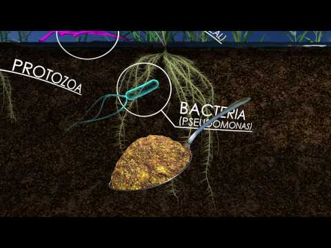 The Living Soil: How Unseen Microbes Affect the Food We Eat (360 Video)